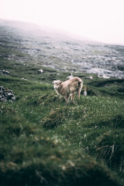 垂直海边青山上的羔羊美丽羔羊绿