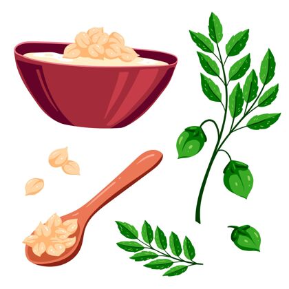 饮食用植物插图画鹰嘴豆豆类食品营养