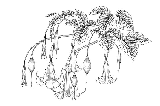 单色天使的喇叭花（布鲁格曼西亚）手绘植物插图植物分支自然