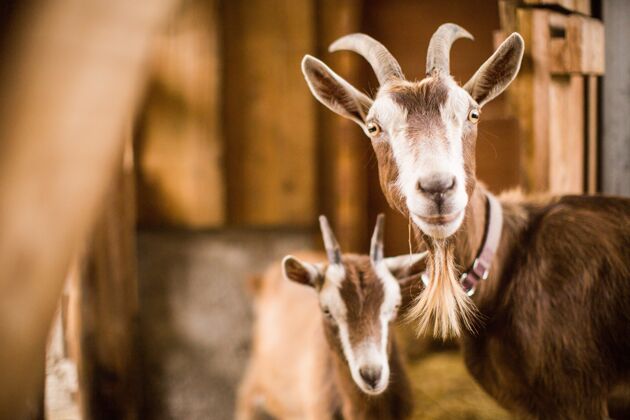 羔羊棕色和白色的母亲和山羊宝宝在谷仓里农田可爱雌性