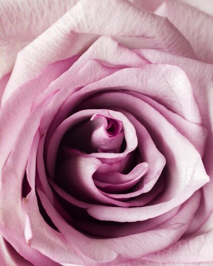 开花粉红玫瑰特写纹理布局开花
