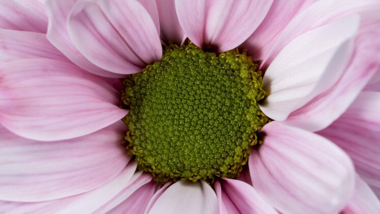 开花顶视图粉红色花瓣宏观自然花季节植物