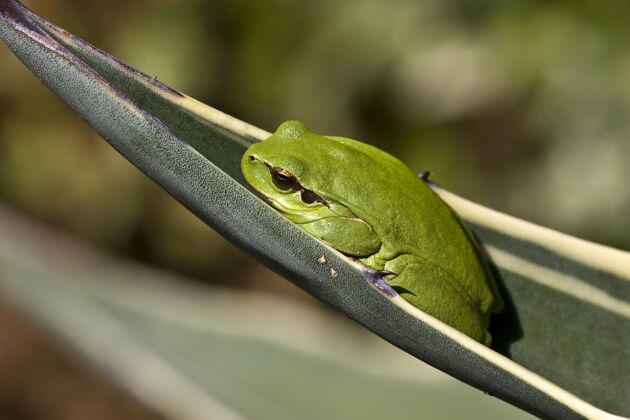 粘性一个地中海树蛙的特写镜头在阳光下的一片树叶上 背景模糊生态阳光树