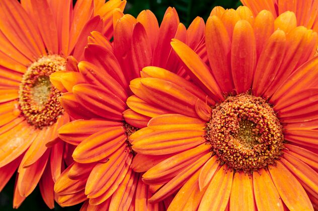 非洲菊美丽的橙色巴伯顿雏菊花特写镜头开花开花黄色