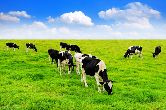 农业绿野蓝天上的奶牛稻草牧场牧群