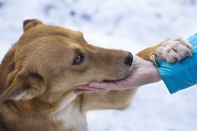 狗一只棕色的狗在下雪的天气里牵着一个女人的手的特写镜头哈士奇肖像宠物