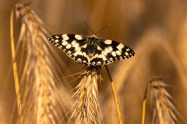 幼虫一只黑白蝴蝶坐在枯黄的植物上的特写镜头自然翅膀蛹
