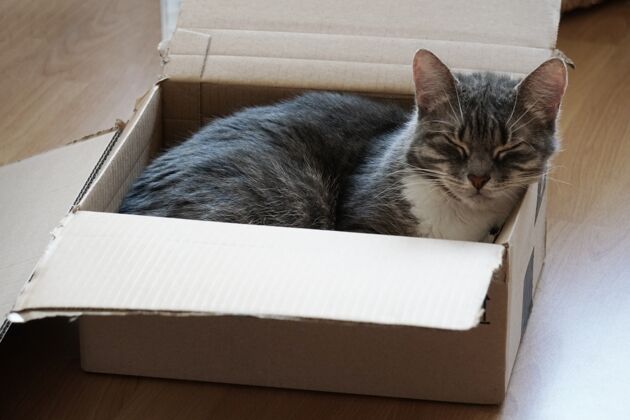 猫高角度拍摄一只可爱的小猫睡在一个木箱表面猫蓬松幼年