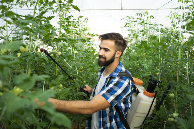 工作年轻的留着胡子的农工用杀虫剂喷洒植物以防病喷雾胡须农业