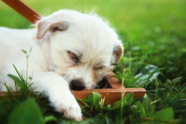 拉布拉多一只小拉布拉多猎犬在阳光下睡在草地上的特写镜头可爱幼犬哺乳动物