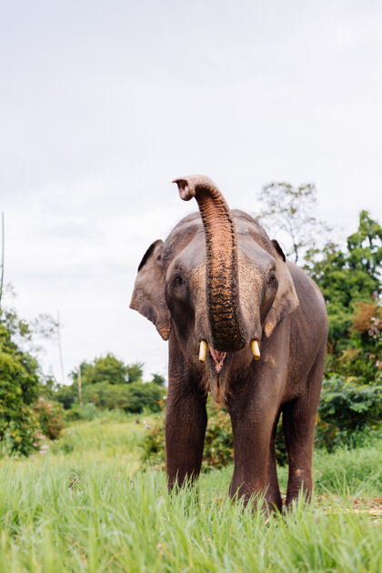 热带美丽的泰国亚洲象的肖像矗立在绿色的田野上 大象长着修剪过的象牙生活自然田野