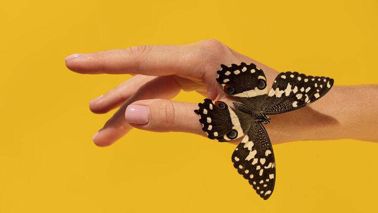 手近景蝴蝶在手和谐特写昆虫
