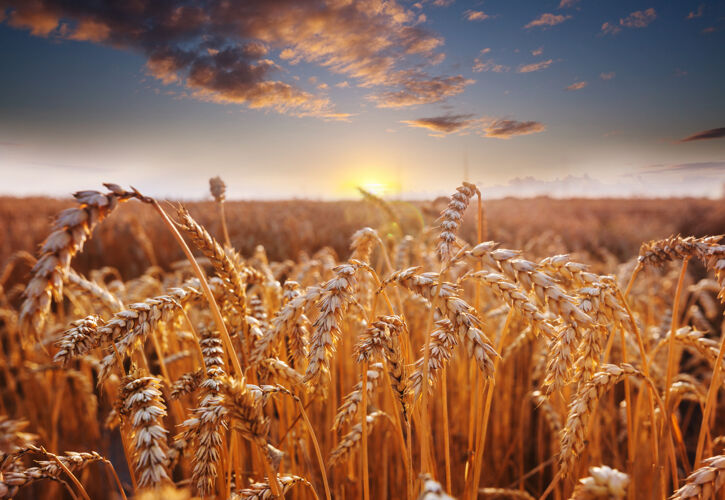 牧场麦田 近距离拍摄成熟的麦穗自然生长绿色牧场风景