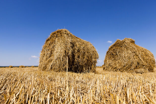 阳光收获后 稻草堆躺在农田里玉米田地堆
