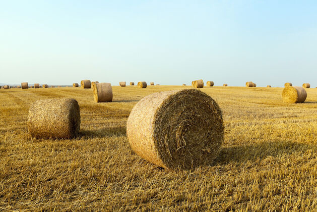 农场收获后躺在稻草堆上的农田 一小块地美丽明亮田地