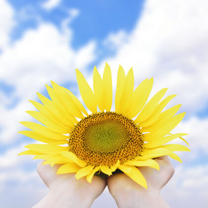 农场黄色鲜艳的向日葵在手上特写着蓝天白云开花农业开花