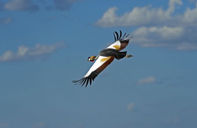 动物自然栖息地中的冠鹤肯尼亚奈瓦沙湖鸟自然动物主题