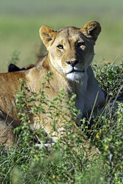 狮子非洲大草原上的狮子马赛马拉动物主题动物群野生动物