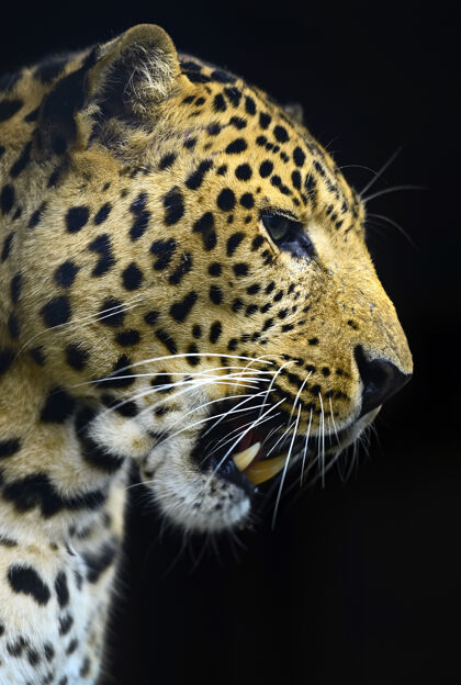 丛林斯里兰卡岛上野生的美洲豹雨林荒野自然