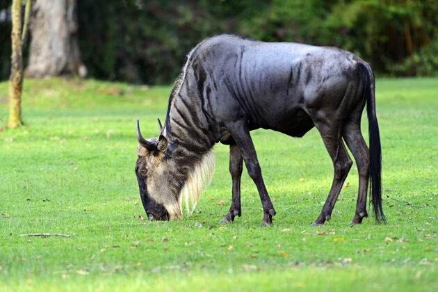 蔬菜自然栖息地的非洲羚羊肯尼亚肯尼亚野生动物栖息地