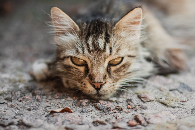 毛皮灰色的小猫咪画像在灰色的水泥地面上放松有趣好奇表情