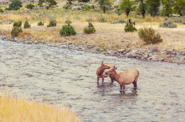 国家公园黄石国家公园沸腾的河里 两只麋鹿站在水里牡鹿河流山