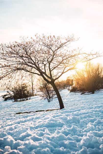 场景冬天的景色 没有叶子的树和灌木丛生长在积雪覆盖的草地上 夕阳照耀着乡村环境树林地