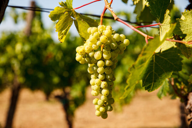 乡村一个夏天 意大利葡萄园里挂着一束白葡萄葡萄酒藤蔓色调