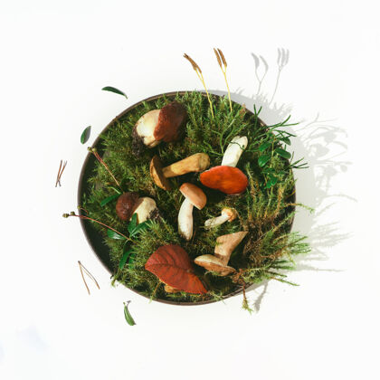 碗新鲜的森林蘑菇放在新鲜的苔藓上放在圆盘子里野生烹饪食物