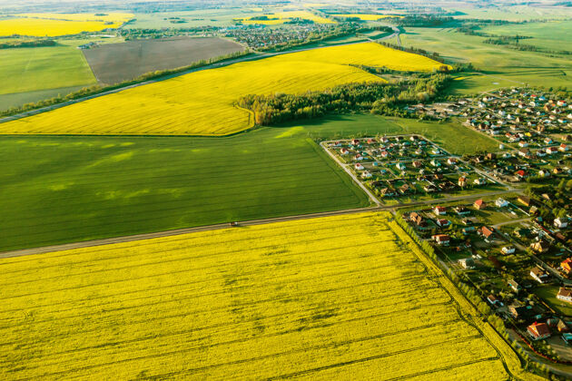 生态黄色油菜田和村庄的顶视图中国的一块油菜籽播种地白俄罗斯村子里是一片油菜地农业空中环境