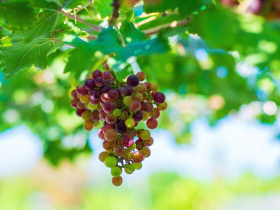 成熟黑欧泊葡萄它是一种无籽葡萄 有着特殊的风味 很受欢迎酒庄收获葡萄藤