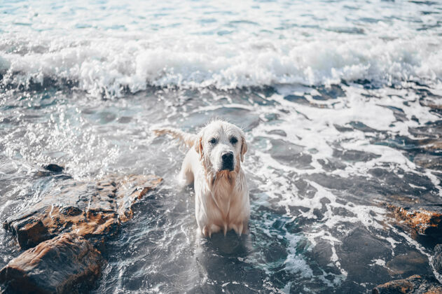 舌头快乐快乐的金毛猎犬在夏天的海边游泳 跑步 跳跃 玩水狗猎犬飞溅