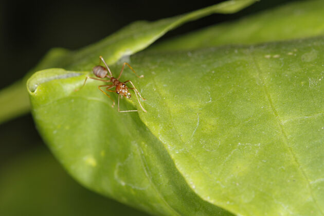 花园特写红色蚂蚁在新鲜的树叶在大自然中工人昆虫叶子