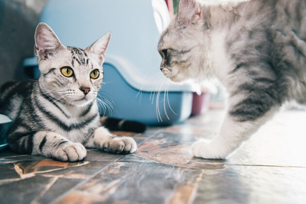 猫两只小猫喂食后在屋里打拳击或玩耍头发背景可爱