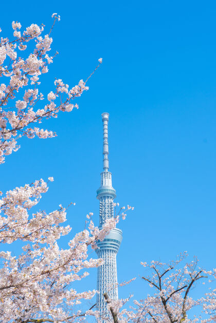地标樱花枝桠映衬着蓝天上的东京塔花园开花花