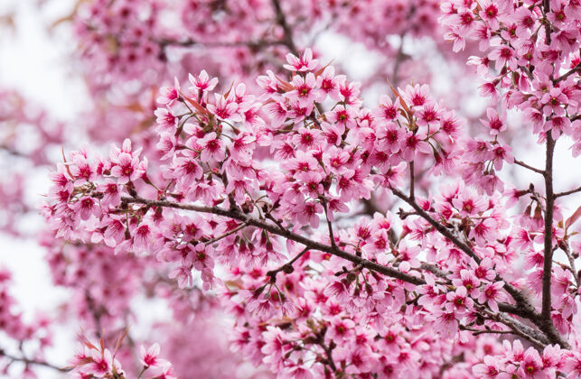 花蕾樱花在枝头盛开蓝天浪漫四月