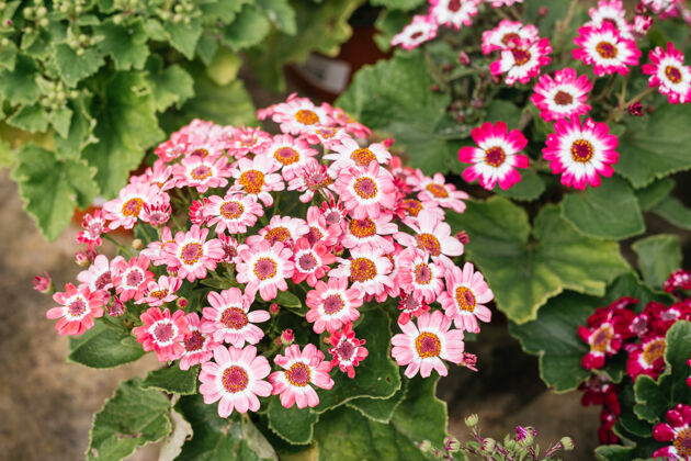 植物商店美丽的粉红色雏菊花在春天盛开宏观摄影花园雏菊宏