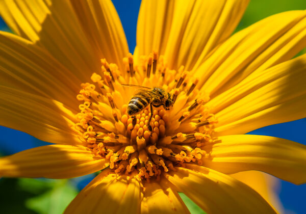 季节花园里的蜜蜂和花五颜六色植物学颜色