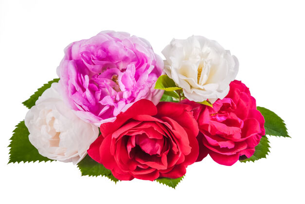 花朵玫瑰五颜六色的花 叶子孤立在白色的背面浪漫花情人节