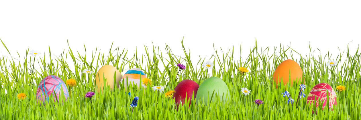 四月复活节彩蛋在草地上隔离在白色的背景 为您的设计自然草季节