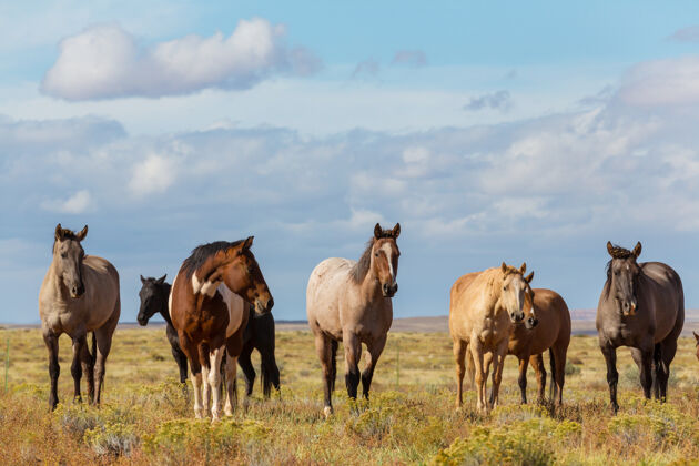 海岸马群在南美智利的牧场上奔跑灵感草地年轻