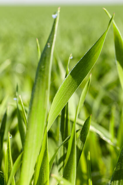 种植生长着不成熟的小谷类 小麦的农田茎玉米田收获