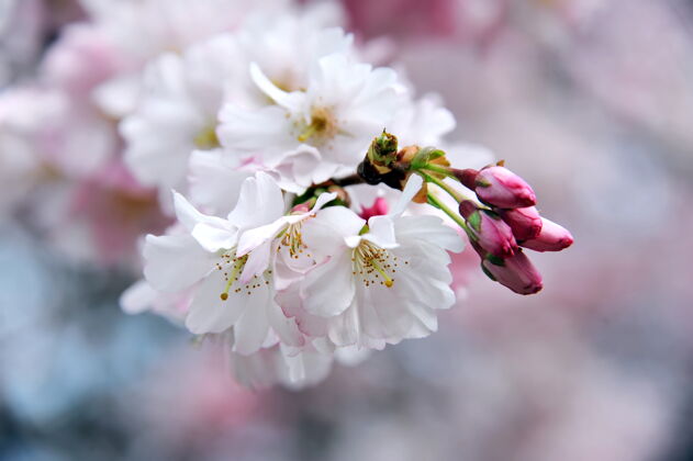 花瓣春暖花开樱花枝特写花季节日本