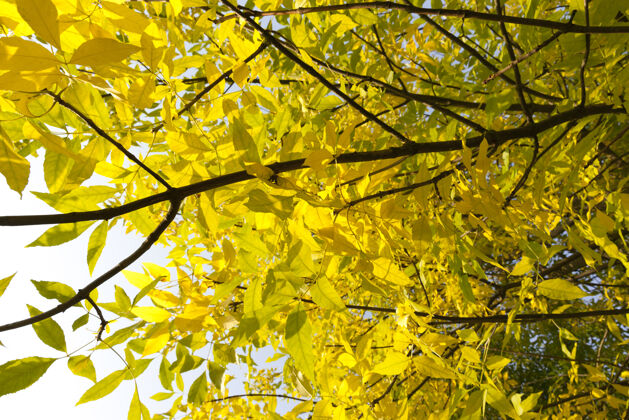 树叶秋叶落在一棵树上灰飞烟灭前 真是一片落叶 照片特写在森林里枫树组闪亮