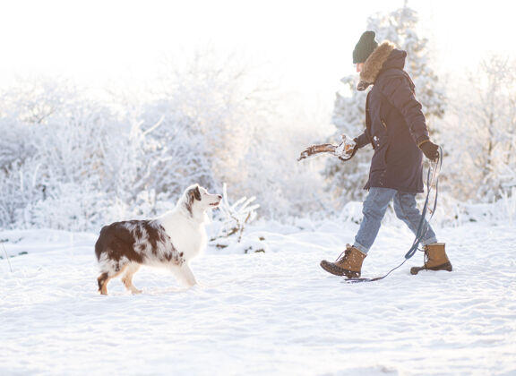 女人和澳大利亚牧羊犬在冬季森林里散步的女人动物冬天牧羊人