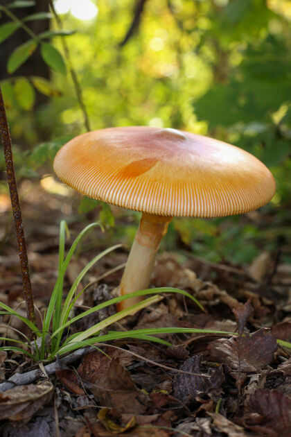 蘑菇夏日森林里美丽的蘑菇树叶食物自然