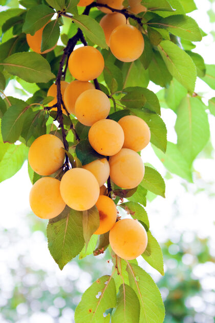 生长樱桃李的枝条浓密地悬挂着成熟多汁的黄色水果.园艺夏收日季节饮食果园