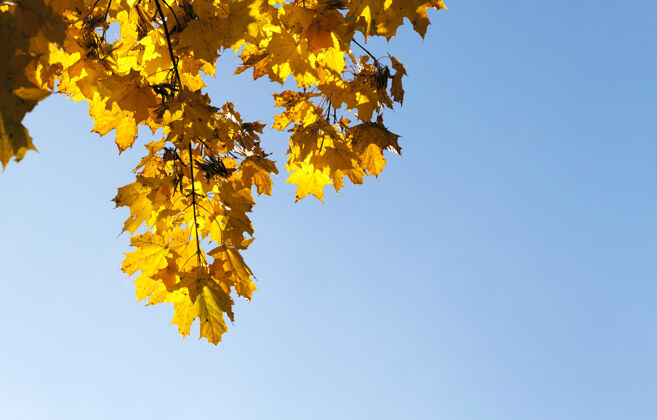 金色秋天枫树上发黄的叶子季节蓝色背景是天空景观枫树感恩节