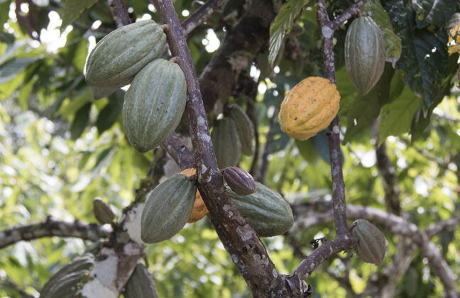 巴西种植可可种植园和树上的可可果实有机豆荚生的