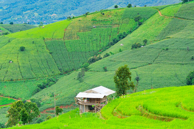 美丽的景观泰国清迈北部的巴邦片梯田稻谷农业田野